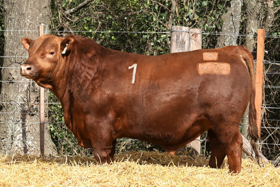 Lote TOROS ANGUS PC