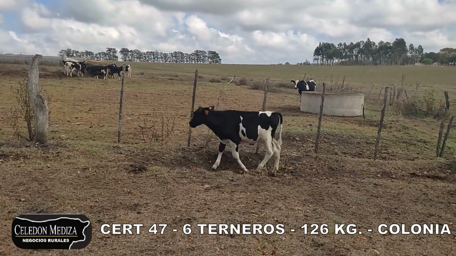 Lote 6 Terneros en Tarariras, Colonia