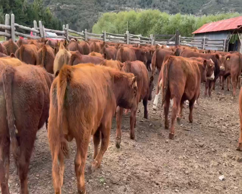 Lote 62 Ternero en Coyhaique, XI Región Aysén