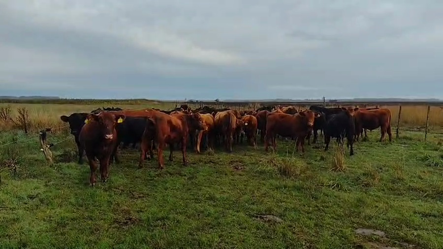 Lote 45 Mej Pesado EN GRAL ALVARADO