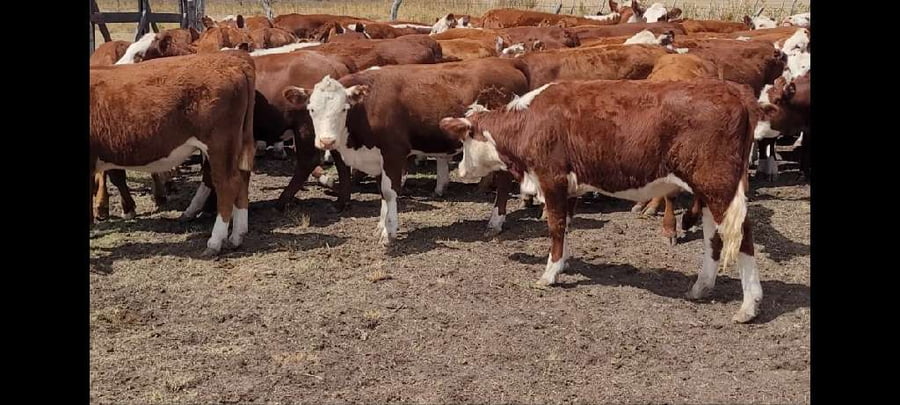 Lote 67 Terneros/as en Villaguay, Entre Ríos
