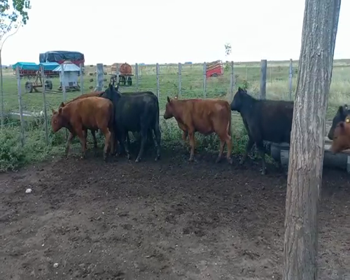 Lote 20 Terneros en Benito Juárez, Buenos Aires