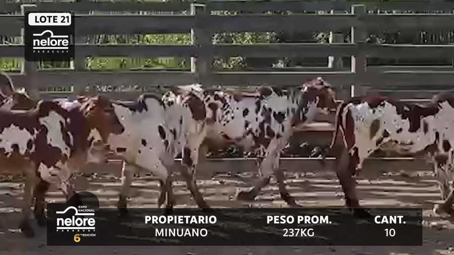 Lote LOTE 21