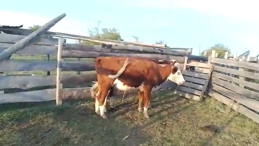 Lote Vaquillonas HE 2