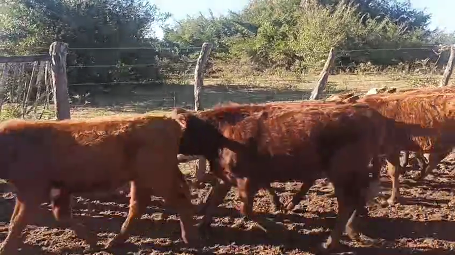 Lote 125 Terneros/as en Corrientes, San Roque