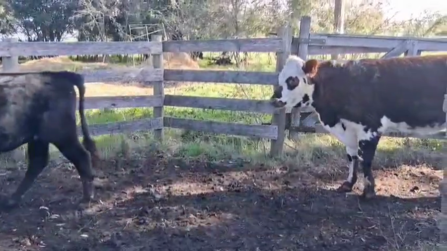 Lote VAQUILLONAS DE 1 A 2