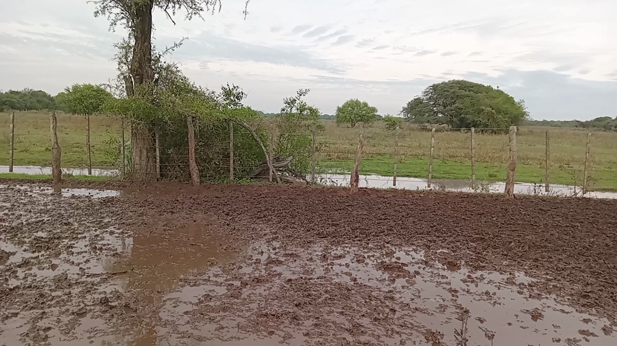 Lote 70 Terneras Braford, Brangus y sus cruzas en Naré, Santa Fe