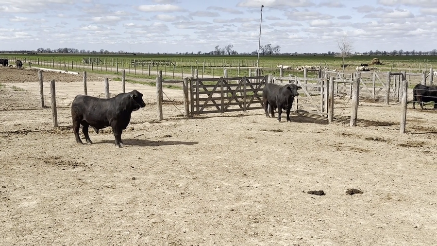 Lote Toros Cabaña "Don Pedro"