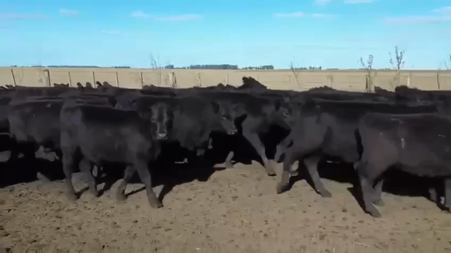 Lote 107 Terneras