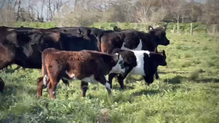 Lote 17 Vacas nuevas C/ cria en Brandsen, Buenos Aires