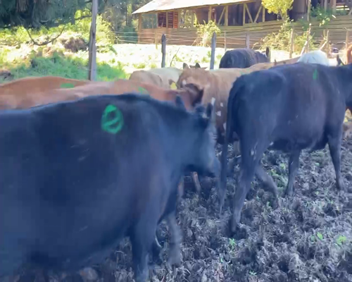 Lote 26 Vaquilla Engorda en Frutillar, X Región Los Lagos