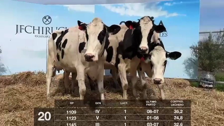 Lote VACAS EN PRODUCCIÓN