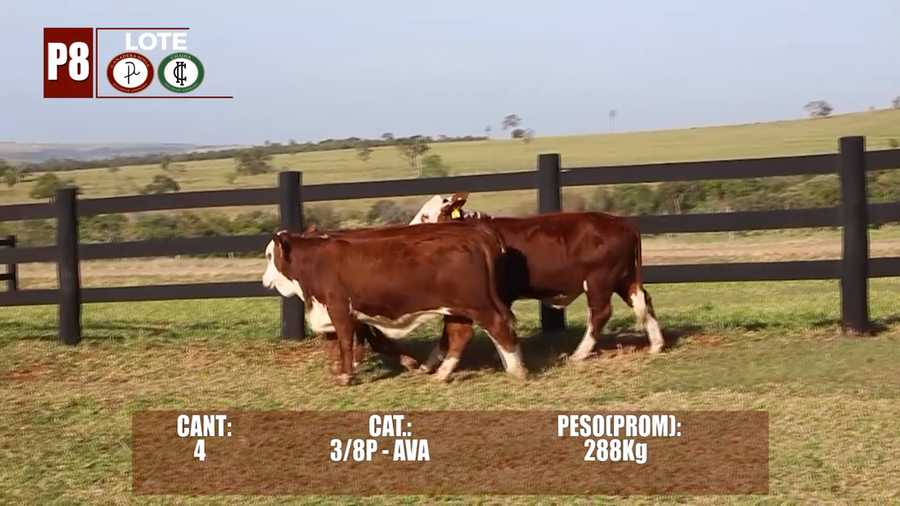 Lote Lote P8 Hembras por Pantalla