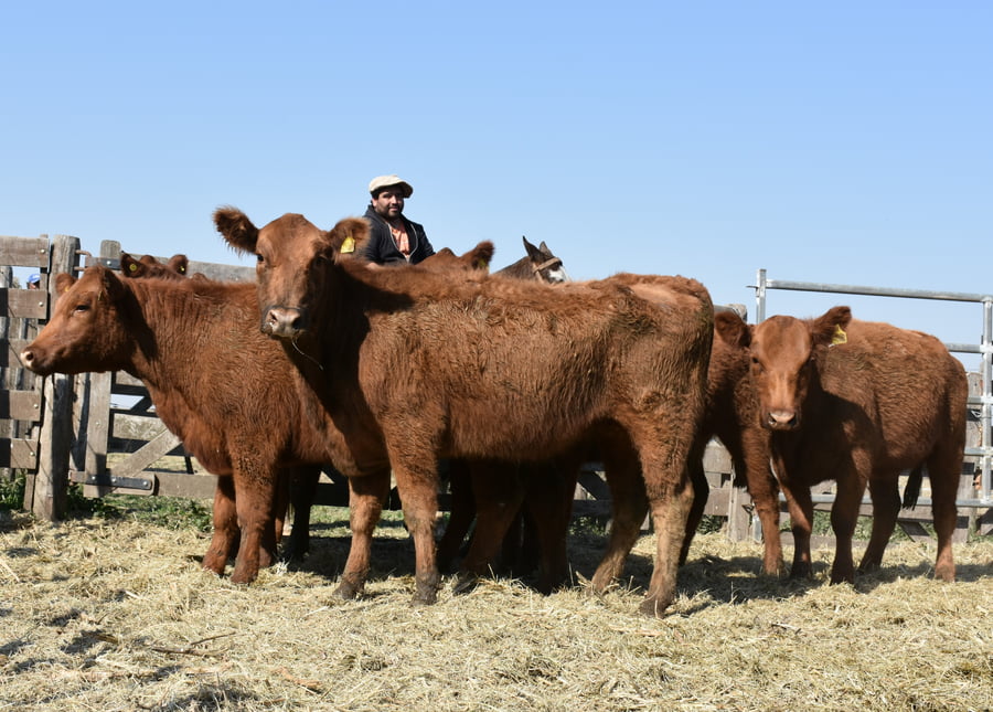 Lote HEMBRAS PURAS CONTROLADAS(COLORADA)(Corral 60)