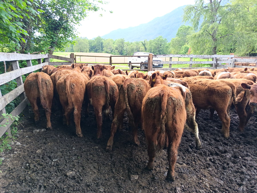 Lote 55 Novillo Engorda en Futrono, XIV Región Los Ríos