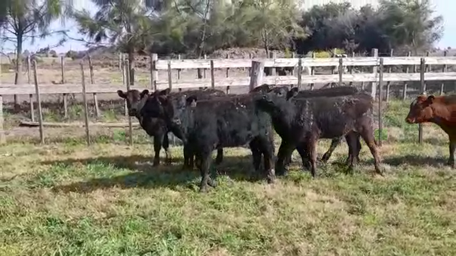 Lote (Vendido)10 Terneros y Terneras ANGUS/ HEREFORD a remate en PANTALLA FEDERICO GARLAND 165kg -  en CUFRE
