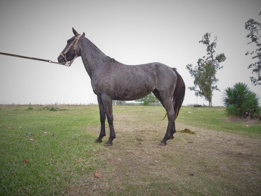 Lote AGAYA EL TACUARAL - R.P. 348