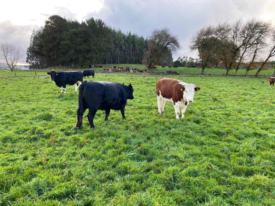 Lote 42 Vaquilla Gorda en Los Muermos, X Región Los Lagos