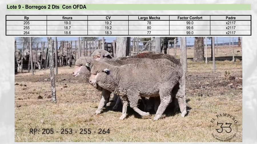 Lote Lote 9 - EL PAMPERO