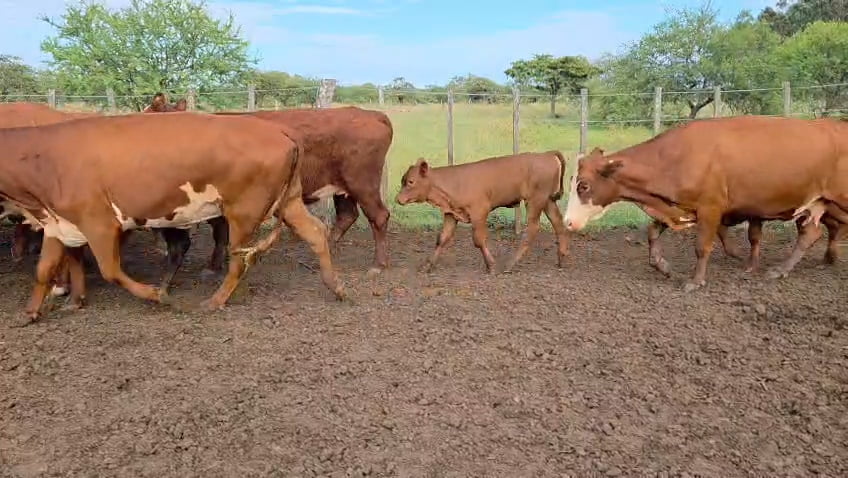 Lote 60 Vacas nuevas C/ cria en Corrientes, Curuzú-Cuatiá