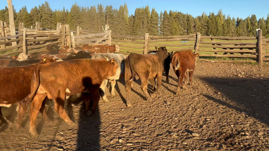 Lote 75 Ternero en Coyhaique, XI Región Aysén