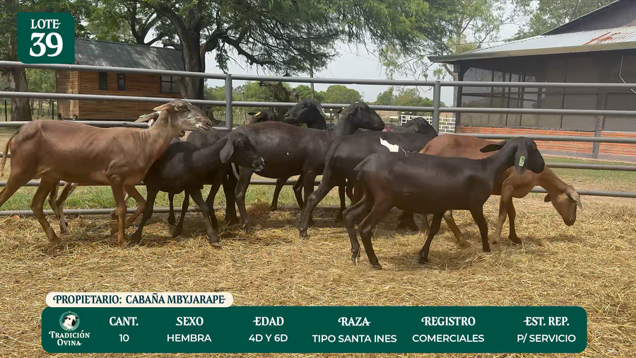Lote LOTE 39 - POR PANTALLA
