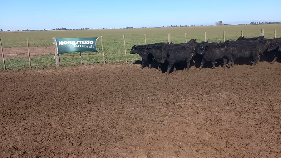 Lote 40 Terneros en Coronel Suarez, Buenos Aires