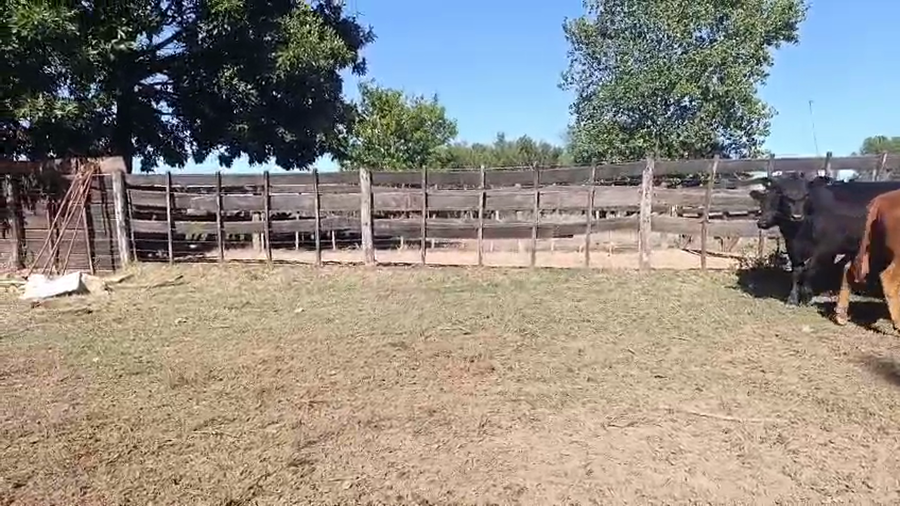 Lote 28 Novillitos y vaquillonas en Buenos Aires, San Antonio de Areco
