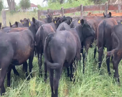 Lote 23 Vaquilla Engorda en Río Negro, X Región Los Lagos