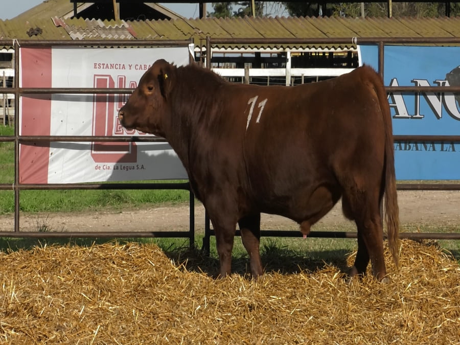 Lote TOROS ANGUS COLORADOS PC