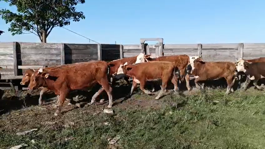 Lote 34 Vaquillonas