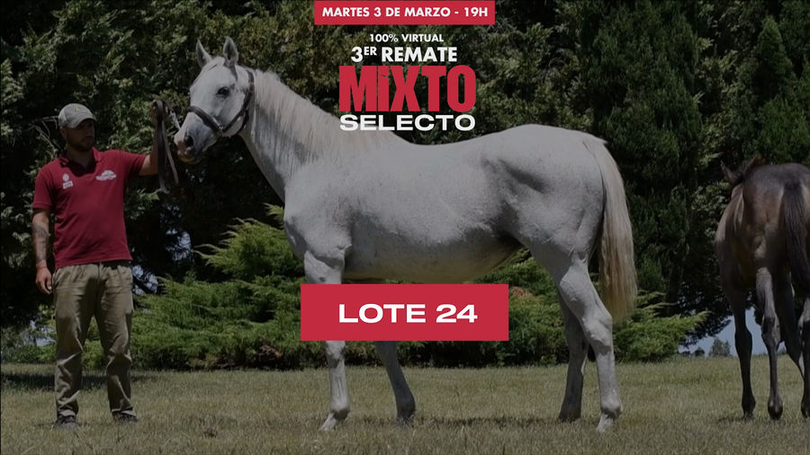 Lote BAILA MORENA (FR)