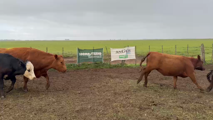 Lote 25 CUT con cría en Ayacucho