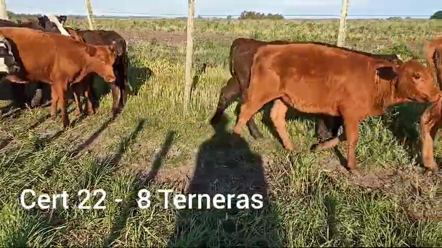 Lote TERNERAS