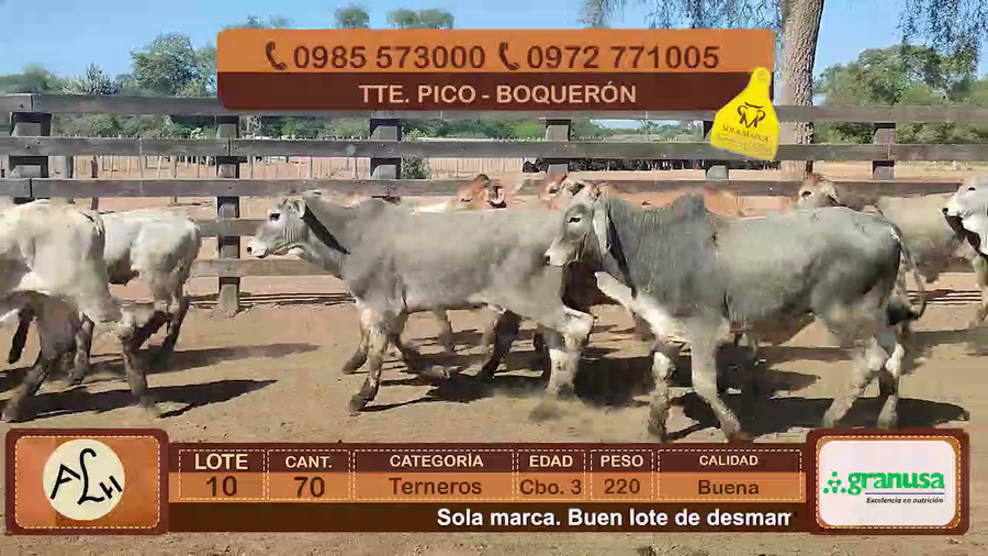 Lote Terneros Cbo 3