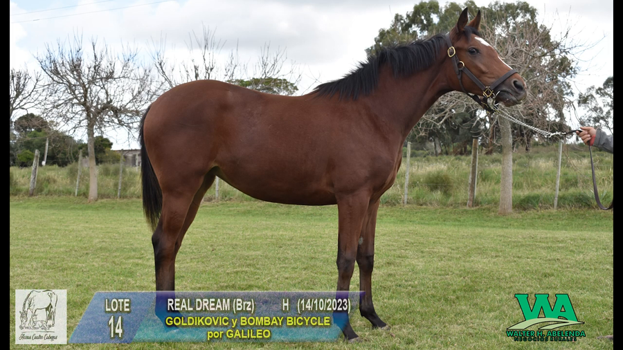 Lote REAL DREAM (Brz)