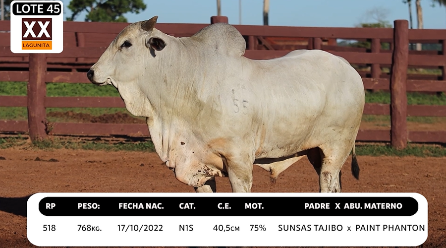 Lote LOTE 45
