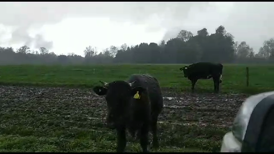 Imagen 2 del Lote Lote 40 Novillo Gordo