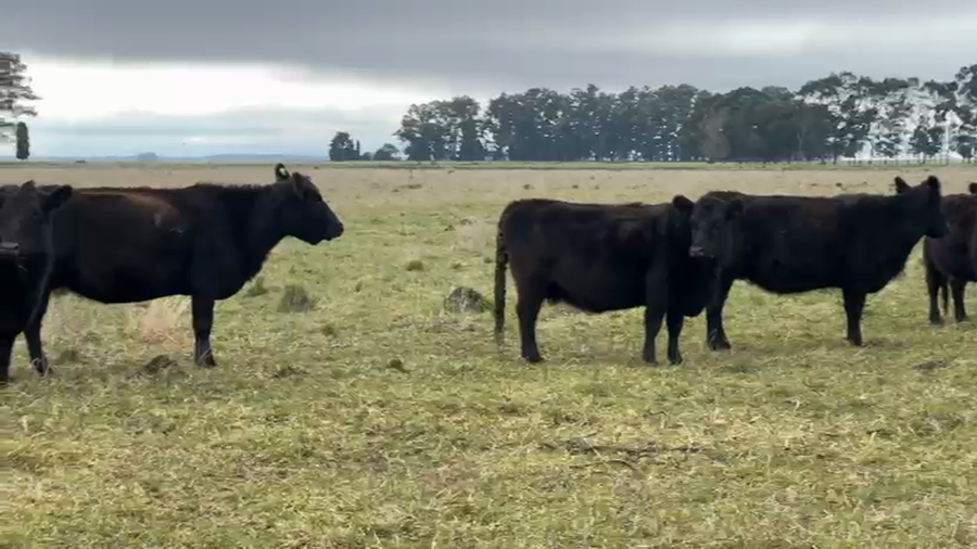 Lote 14 Vacas nuevas Preñadas en Buenos Aires, Chillar