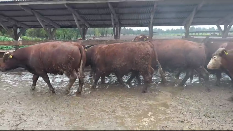 Lote 40 Novillo Gordo en Los Ángeles, VIII Región Biobío