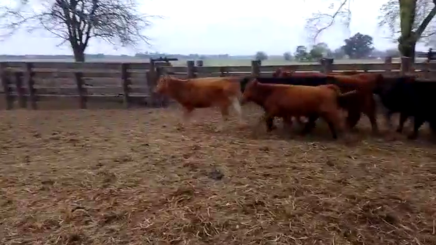 Lote 26 Terneros en Cañuelas, Buenos Aires