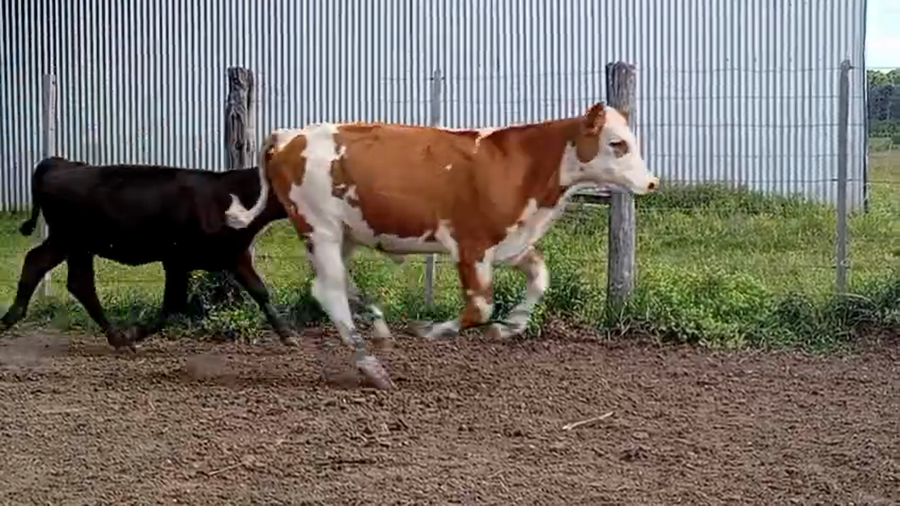Lote 54 Terneros/as en Corrientes, Mocoretá