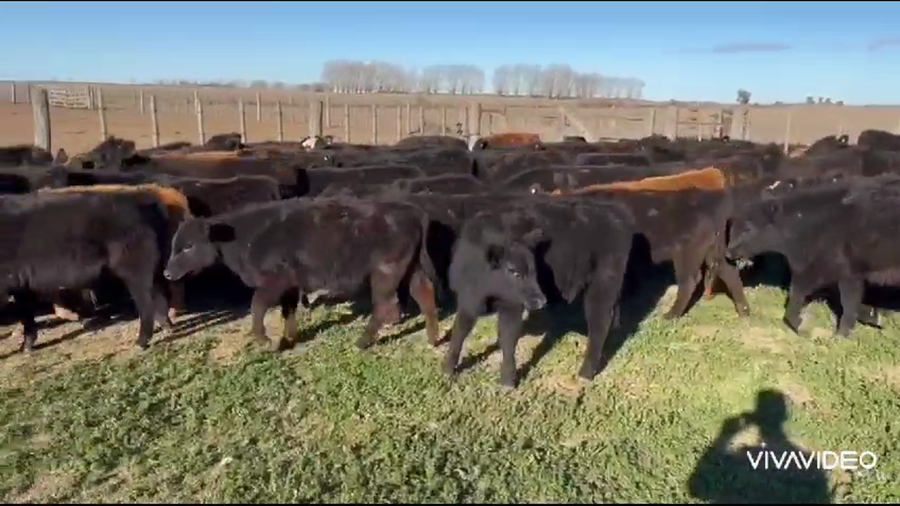 Lote 80 Terneros/as en Tres Lomas, Buenos Aires