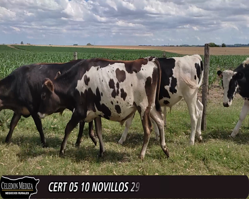 Lote (Vendido)10 Novillos 5 HO,  4 KIWI,  1 JE a remate en 12° Remate por Pantalla 291kg -  en - PIEDRA DE LOS INDIOS