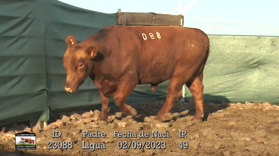 Lote 3 Toros a remate en La Empastada, Durazno