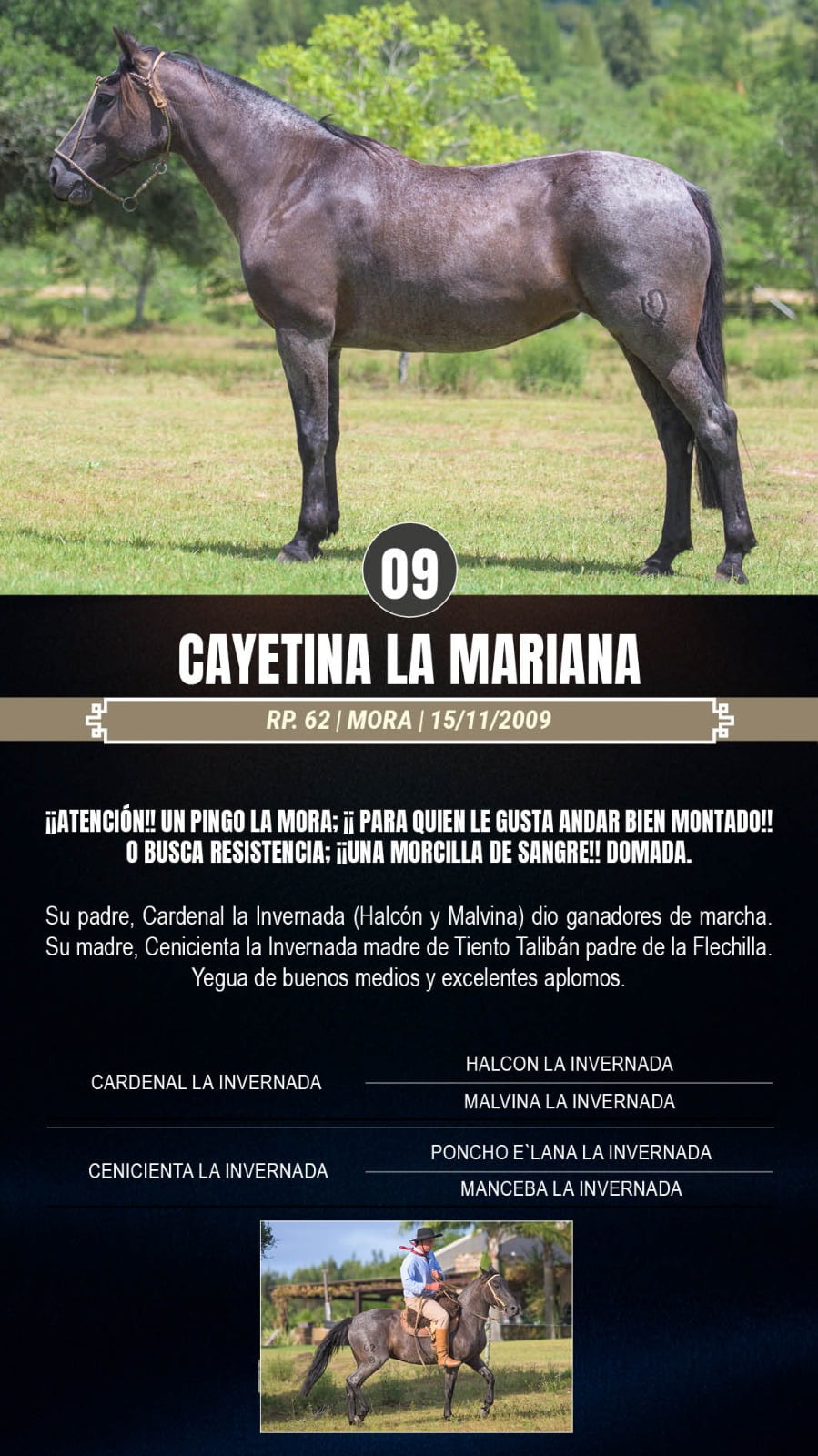 Lote Cayetina la Mariana