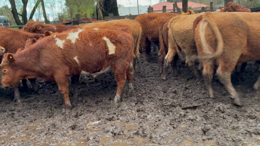 Lote 25 Novillo Engorda en Longaví, VII Región Maule