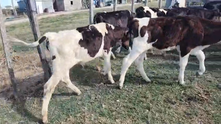 Lote 11 Terneros a remate en Ultima pantalla del año - Escritorio Camy 60kg - , San José