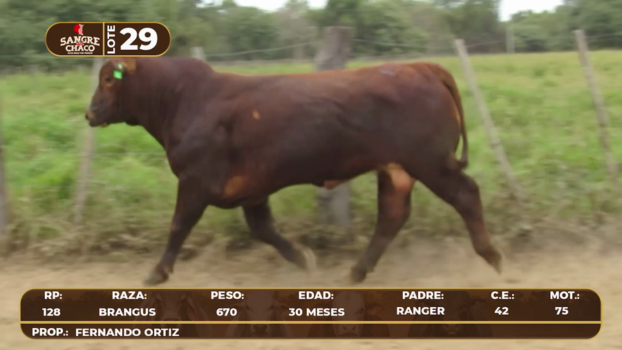 Lote Lote 29