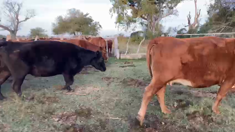 Lote 48 Vacas nuevas C/ gtia de preñez